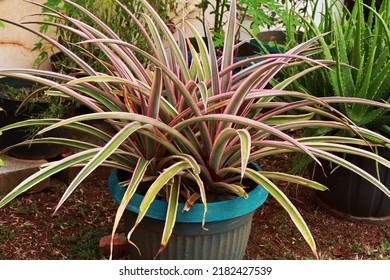 New Zealand Flax Plant Aka Phormium Growing On Pot