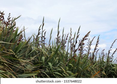 New Zealand Flax Plant Harakeke