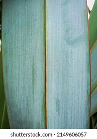 New Zealand flax plant, harakeke, traditionally used for weaving. Back of  leaf blade.