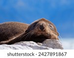 New zealand fur seal (arctocephalus fosteri), kaikoura, south island, new zealand, pacific