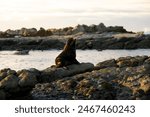 New Zealand Fur Seal, Kaikoura, South Island, New Zealand