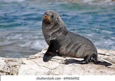 New Zealand fur seal of the Point Kean colony in Kaikoura.