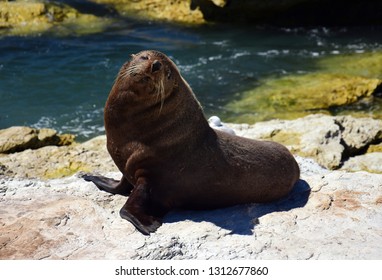 Southern Fur Seal Images Stock Photos Vectors Shutterstock