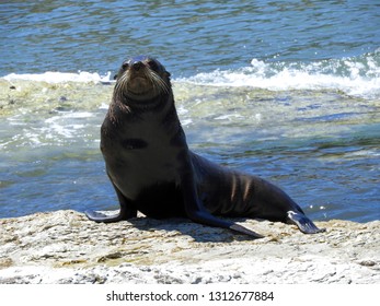 Southern Fur Seal Images Stock Photos Vectors Shutterstock