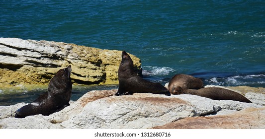 Southern Fur Seal Images Stock Photos Vectors Shutterstock