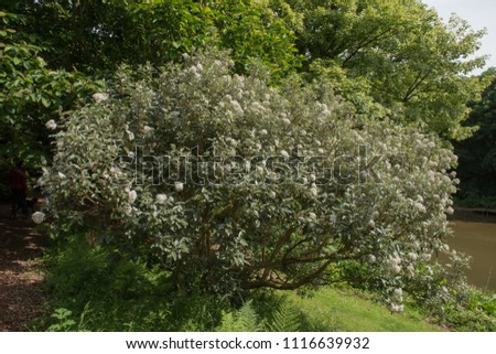 New Zealand Holly (Olearia macrodonta) in a Country Cottage Garden in the Village of Marwood in Rural Devon, England, UK