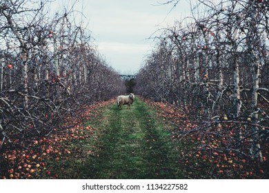 New Zealand Horticulture, Apple Orchard In Autumn, Winter Season.