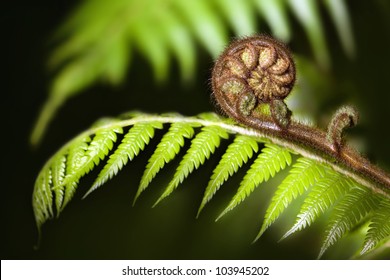 New Zealand iconic fern koru