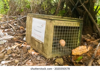 New Zealand January 12, 2016: Predator Trap To Conserve The Kiwi Population. Trap Protects Kiwi From Rats. 