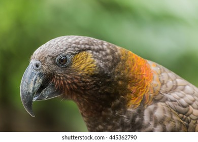 New Zealand Kaka