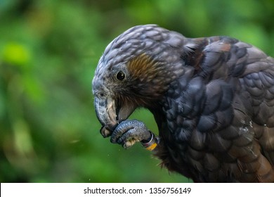 New Zealand Kaka Bird