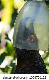 New Zealand Kaka Bird