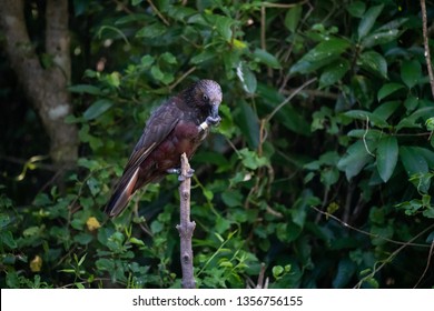 New Zealand Kaka Bird