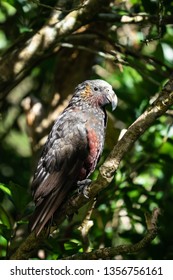 New Zealand Kaka Bird