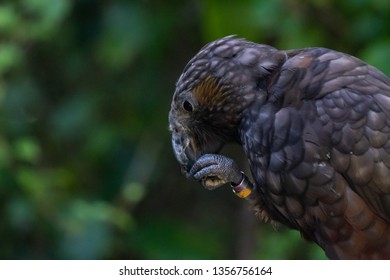 New Zealand Kaka Bird