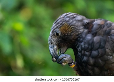 New Zealand Kaka Bird