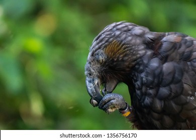 New Zealand Kaka Bird