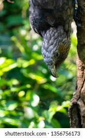 New Zealand Kaka Bird