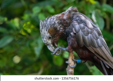 New Zealand Kaka Bird