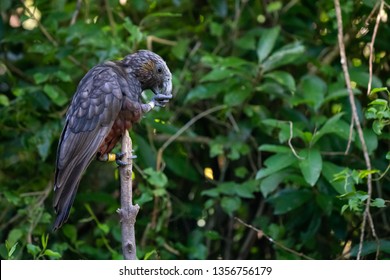 New Zealand Kaka Bird