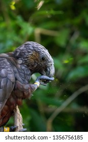 New Zealand Kaka Bird