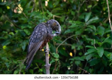 New Zealand Kaka Bird