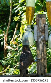 New Zealand Kaka Bird