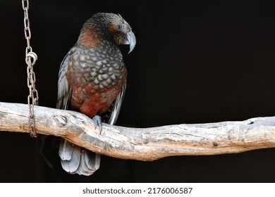 New Zealand Kaka Sitting On Perch