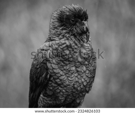 Similar – Image, Stock Photo the crow Beautiful Zoo