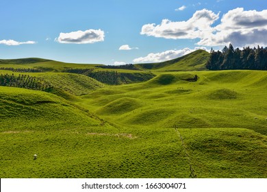 New Zealand Landscape, Te Puke