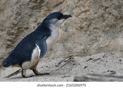 New Zealand Little Blue Penguin