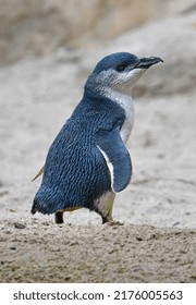 New Zealand Little Blue Penguin