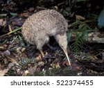 New Zealand, a little spotted kiwi.