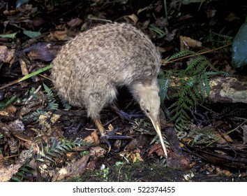 New Zealand, A Little Spotted Kiwi.