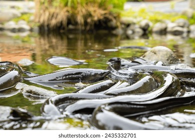 New Zealand Long fin eel gathering in stream writhing and slimy.