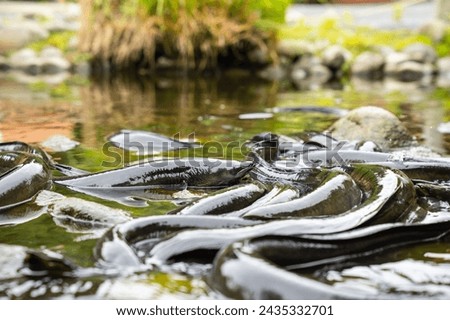 New Zealand Long fin eel gathering in stream writhing and slimy.