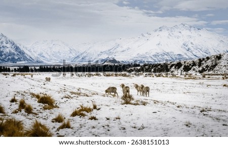 New Zealand merino sheep grazing on snow covered grassland in winter. Ashburton Lakes region. South Island.