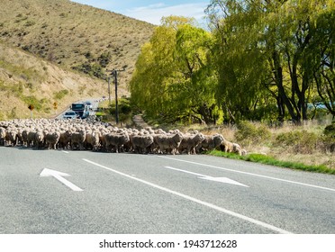 New Zealand Merino Sheep Walking In The Highway, Blocking The Traffic, Otago Region