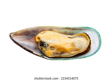 New Zealand Mussels isolated on white background