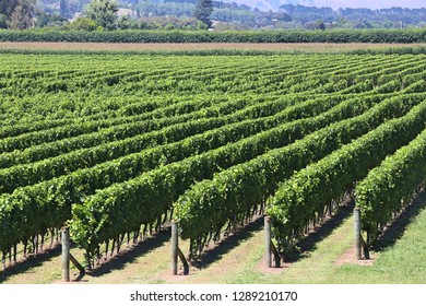 New Zealand Napier Grape Farm. Vineyard Is Growing Their Own Special Grapes For A Unique Taste Of Wine. 