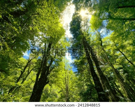 New Zealand native bush. Southern Beech forest in the Kaimanawa Ranges, central North Island. Light shining through trees. Beautiful nature.