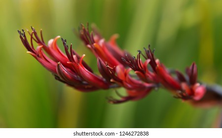 New Zealand Native Flax