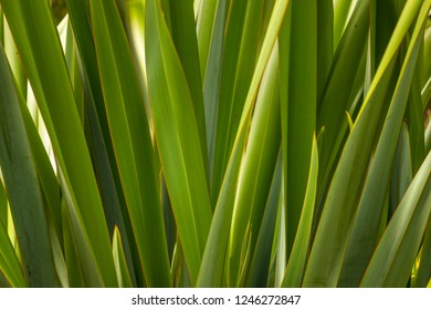 New Zealand Native Flax