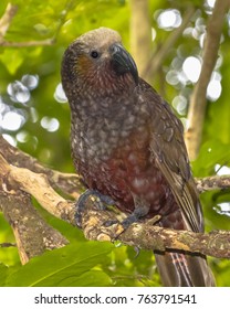 New Zealand native Kaka parrot (Nestor meridionalis)  perched on branch in rain forest of Kapiti island