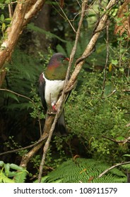 New Zealand Native Pigeon