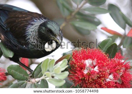 New Zealand Native Tui Bird Foraging in Pohutukawa tree