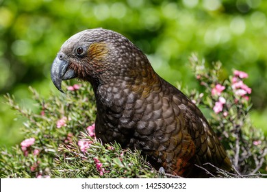 New Zealand North Island Kaka