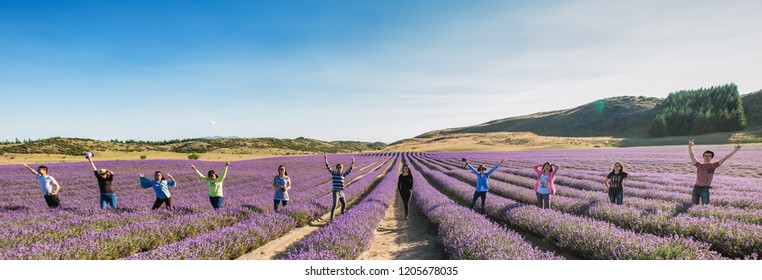 NEW ZEALAND, NZ Alpine Lavender Farm - JANUARY 2016: A Group Of Friends Standing In A Row In A Lavender Field. Working Holiday Visa Is Popular Among Young People And Traveler To Explore New Zealand.