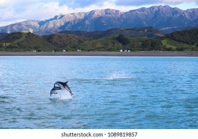 New Zealand ocean wildlife