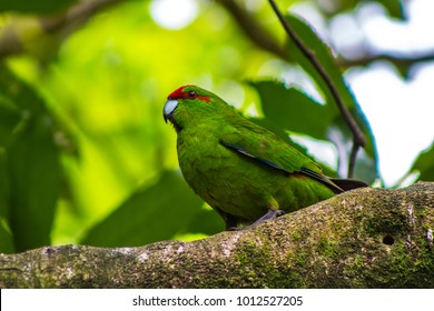 New Zealand Parakeet Kakariki In Zealandia